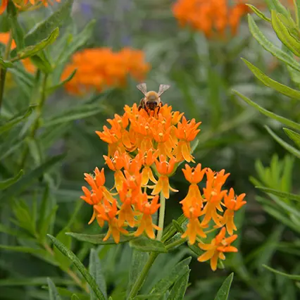 Perennials & Bulbs