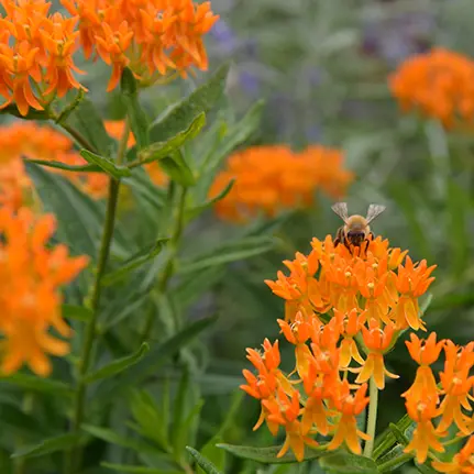 Pollinators