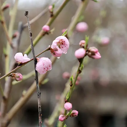 Spring Trees