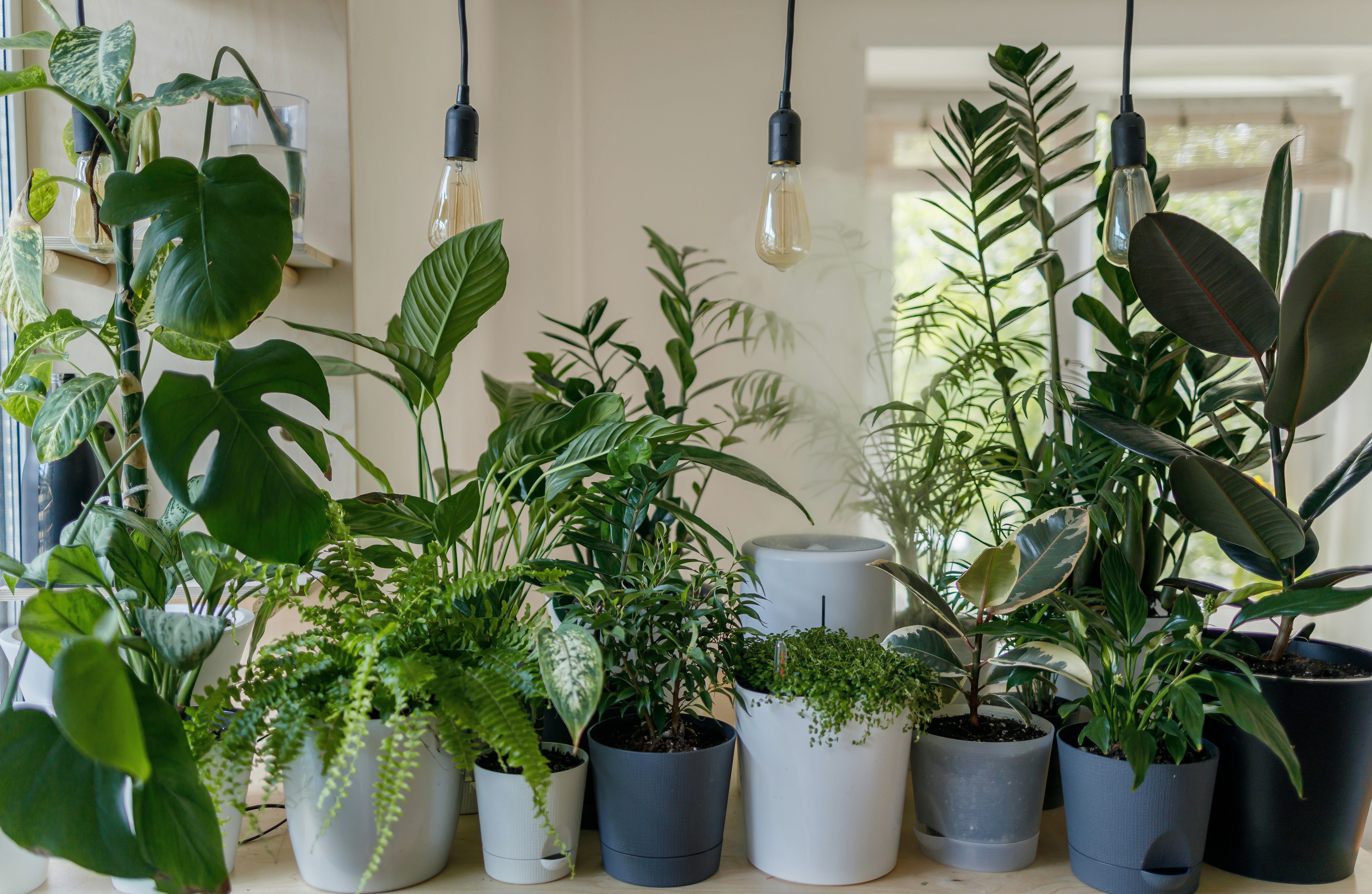 Best Winter Houseplants for Color and Air Purification